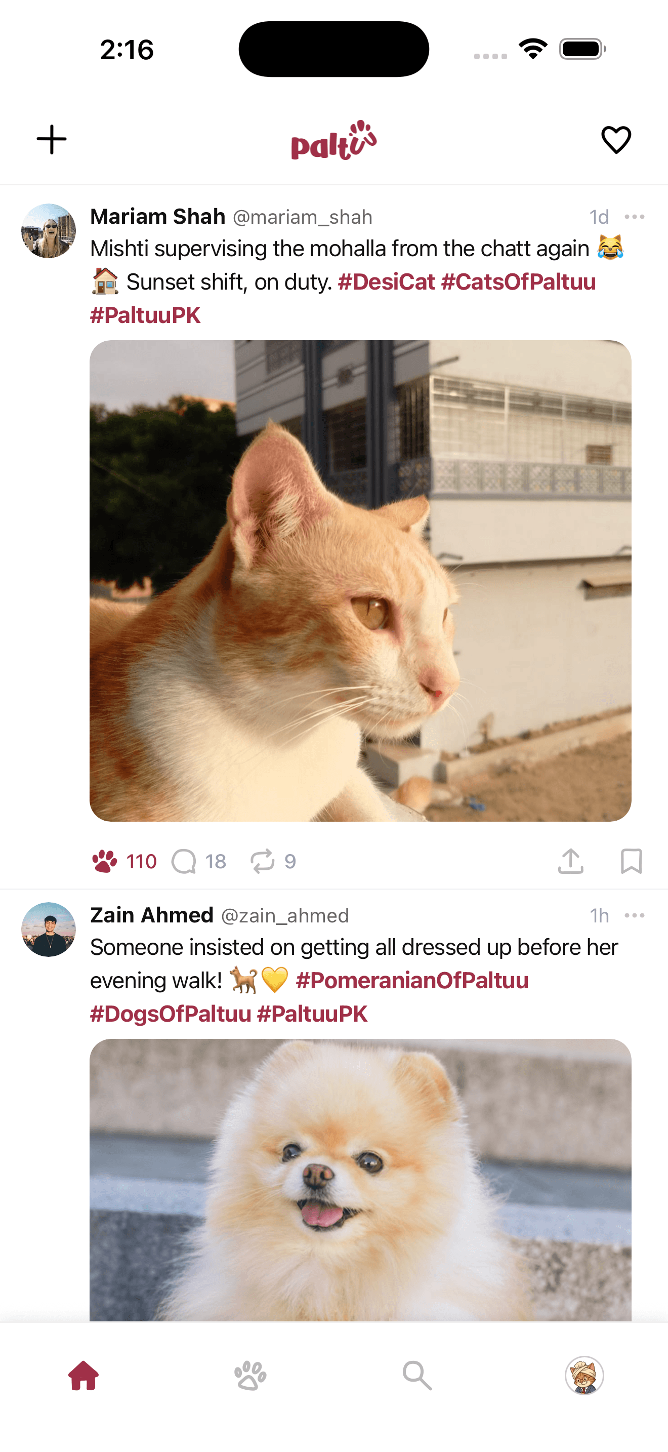 Paltuu home feed with posts, paw counts and community hashtags