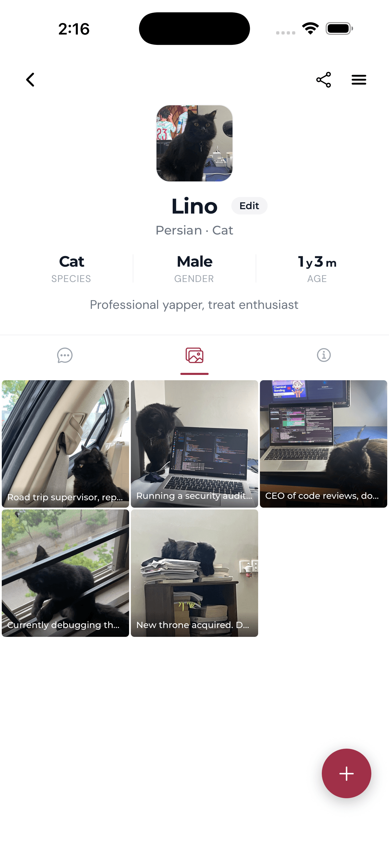 Pet profile for Lino, a Persian cat — species, gender, age, bio and photo grid